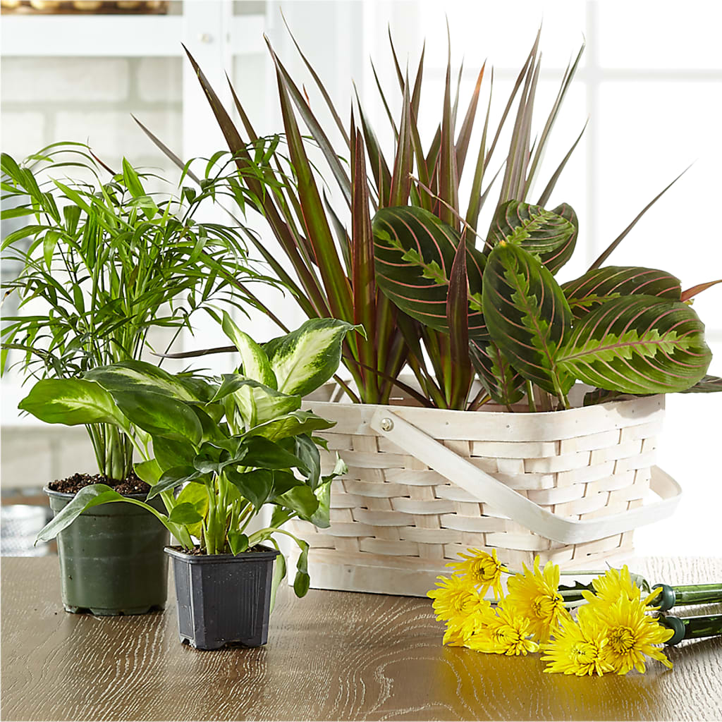 Florist Designed Blooming and Green Plants in a Basket – THE CARRIAGE HOUSE FLORAL & GIFTS, Marlette MI