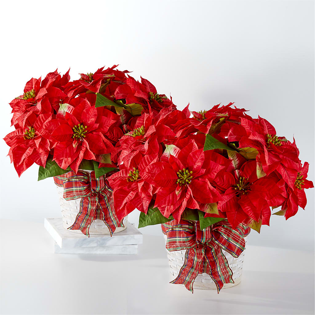 Happiest Holidays Poinsettia Bundle – THE CARRIAGE HOUSE FLORAL & GIFTS, Marlette MI