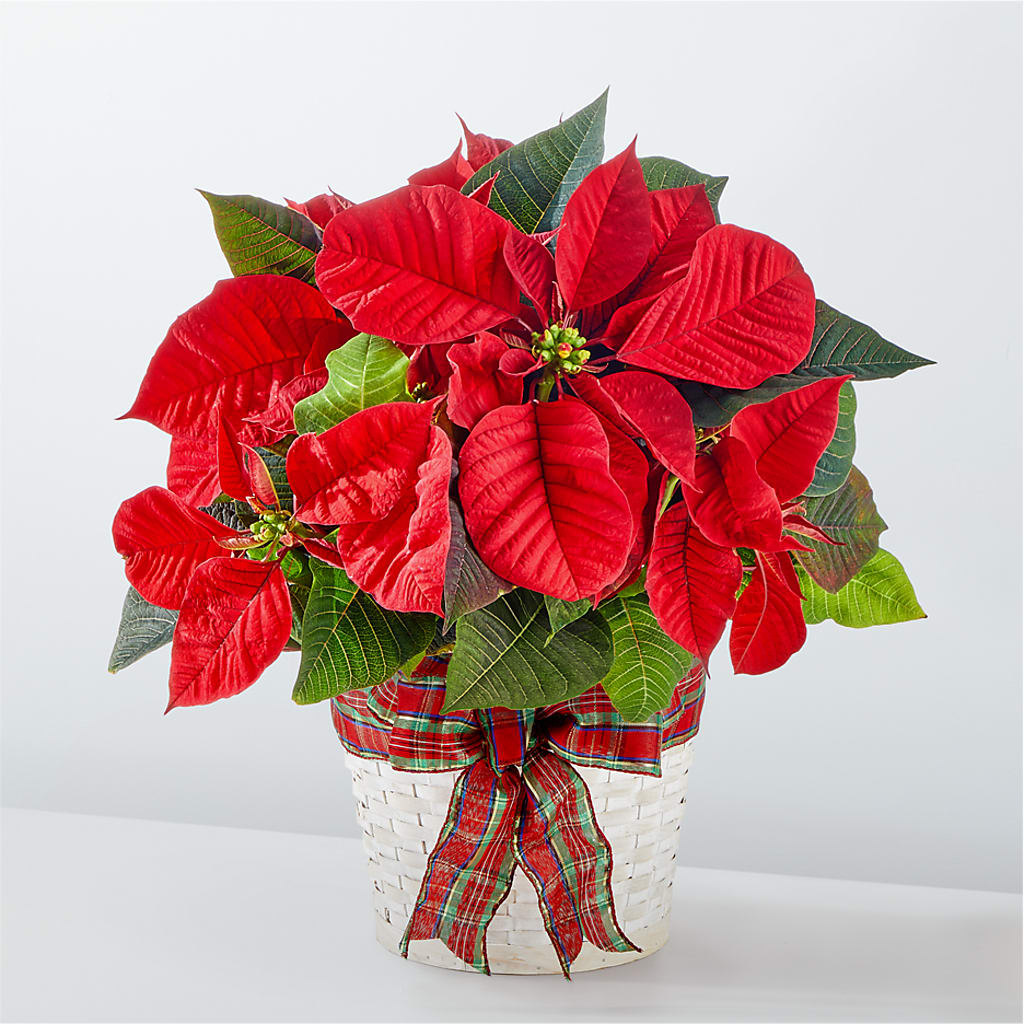 Happiest Holidays Poinsettia – THE CARRIAGE HOUSE FLORAL & GIFTS, Marlette MI