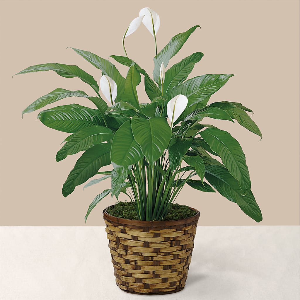 Tranquil Moments Peace Lily Plant – THE CARRIAGE HOUSE FLORAL & GIFTS, Marlette MI