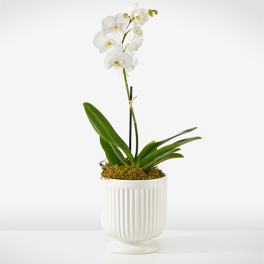 Whispering White Orchid – THE CARRIAGE HOUSE FLORAL & GIFTS, Marlette MI