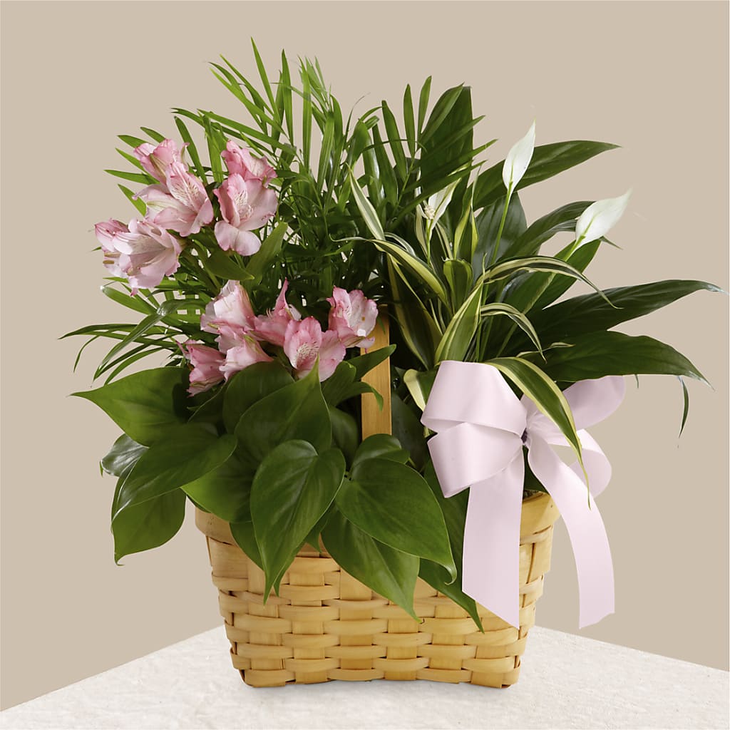 Living Spirit Dishgarden – THE CARRIAGE HOUSE FLORAL & GIFTS, Marlette MI