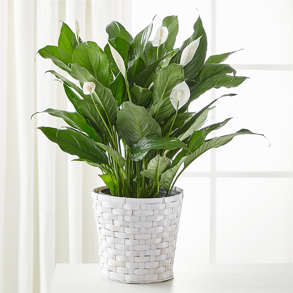 A New Leaf Peace Lily – THE CARRIAGE HOUSE FLORAL & GIFTS, Marlette MI