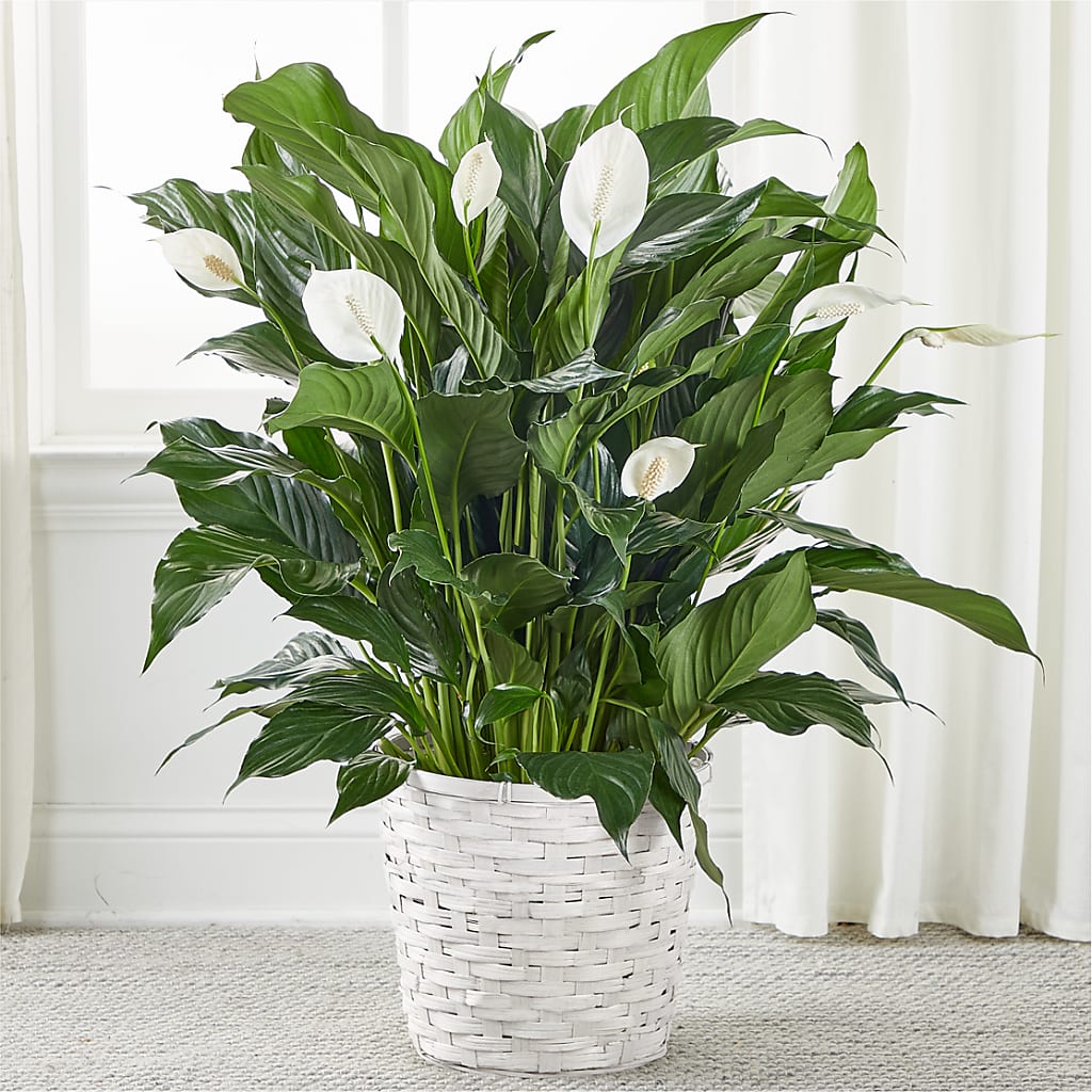 A New Leaf Peace Lily – THE CARRIAGE HOUSE FLORAL & GIFTS, Marlette MI