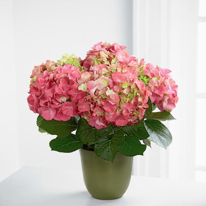 Pink Hydrangea Planter – THE CARRIAGE HOUSE FLORAL & GIFTS, Marlette MI