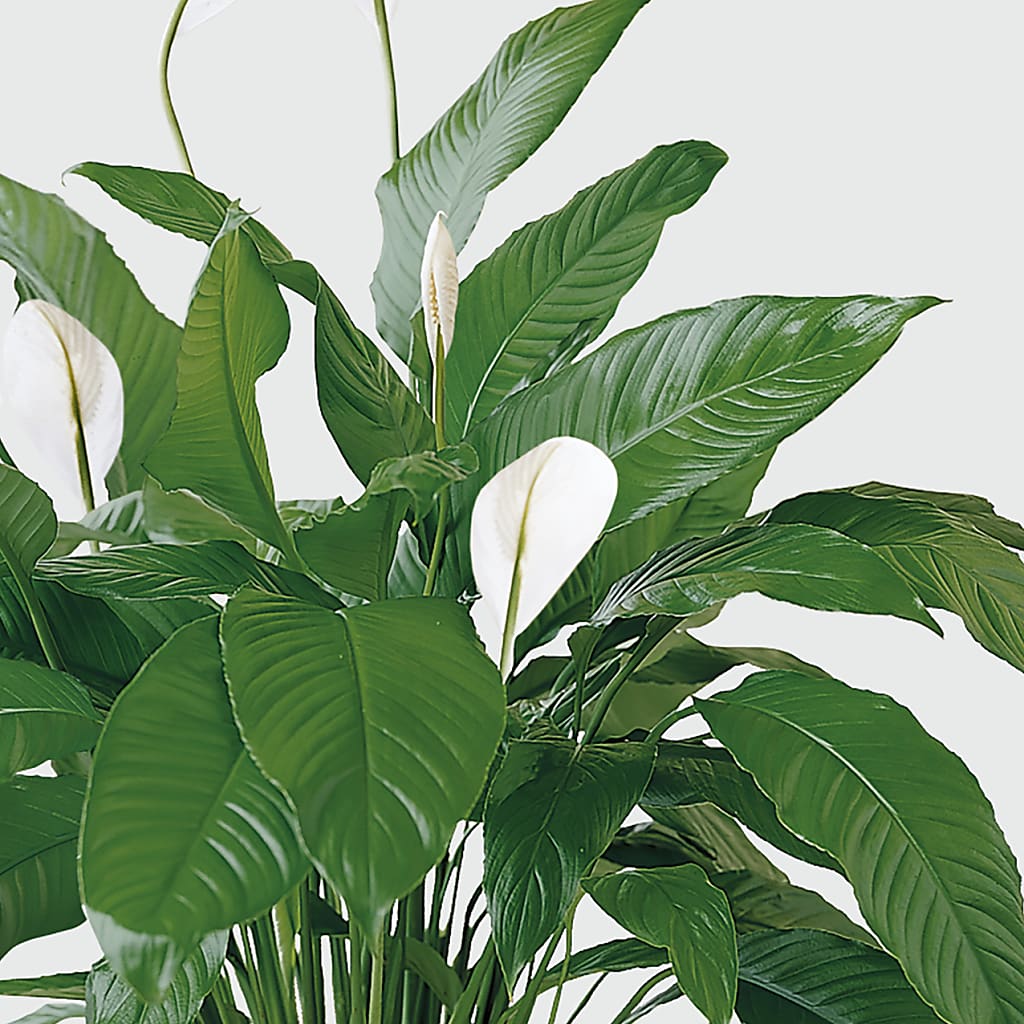 Tranquil Moments Peace Lily Plant – THE CARRIAGE HOUSE FLORAL & GIFTS, Marlette MI