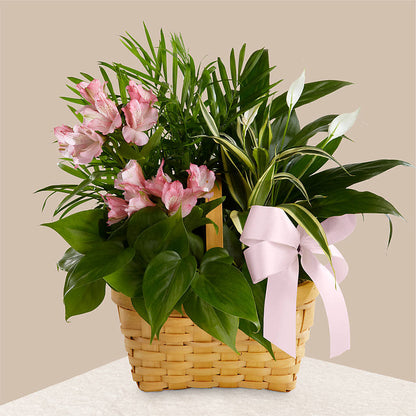 Living Spirit Dishgarden – THE CARRIAGE HOUSE FLORAL & GIFTS, Marlette MI