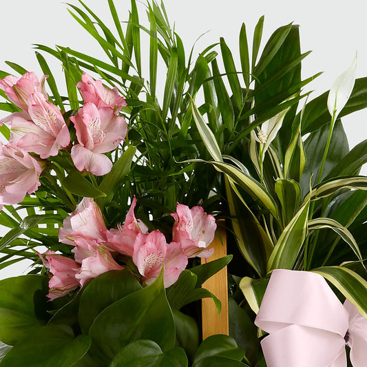 Living Spirit Dishgarden – THE CARRIAGE HOUSE FLORAL & GIFTS, Marlette MI