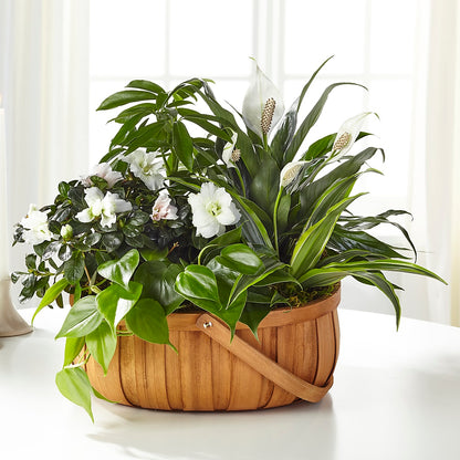 Serene Dishgarden – THE CARRIAGE HOUSE FLORAL & GIFTS, Marlette MI