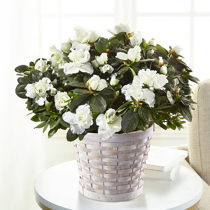 White Azalea Plant – THE CARRIAGE HOUSE FLORAL & GIFTS, Marlette MI