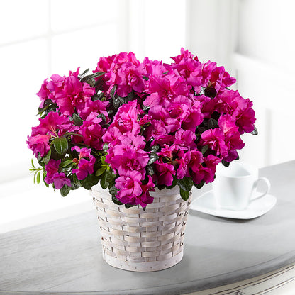Hope & Serenity Azalea Plant – THE CARRIAGE HOUSE FLORAL & GIFTS, Marlette MI