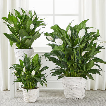 A New Leaf Peace Lily – THE CARRIAGE HOUSE FLORAL & GIFTS, Marlette MI