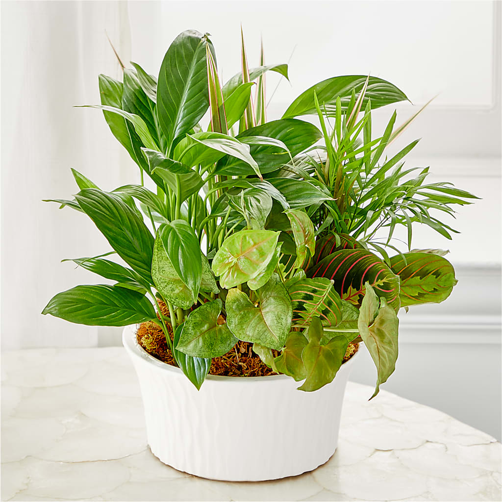 Balance & Harmony Dishgarden – THE CARRIAGE HOUSE FLORAL & GIFTS, Marlette MI