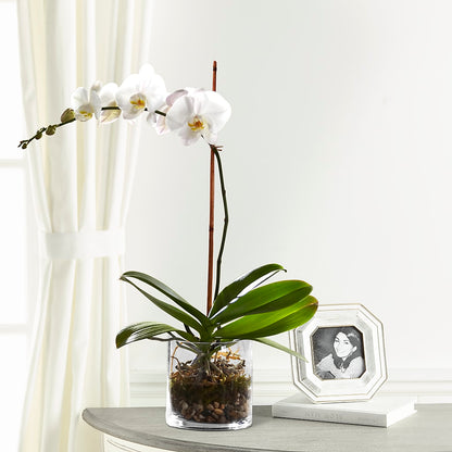 White Orchid Planter – THE CARRIAGE HOUSE FLORAL & GIFTS, Marlette MI